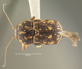 Media type: image;   Entomology 24982 Aspect: habitus dorsal view